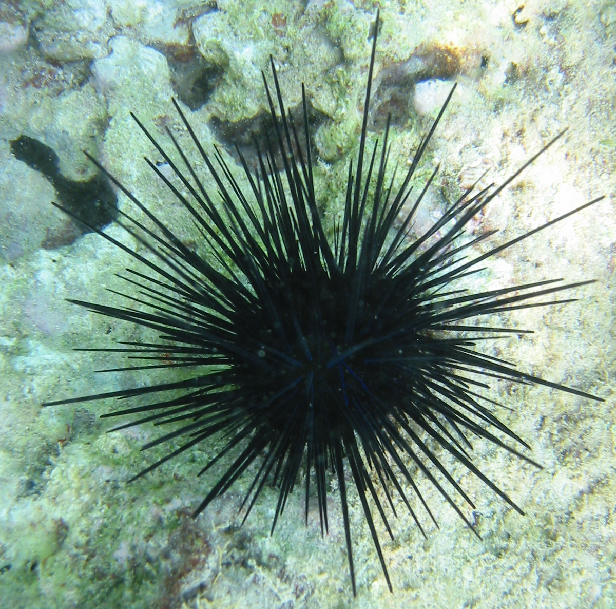 SUPER ANIMAL: Sea Urchin