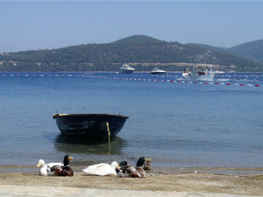 Boats and Ducks in Turkubuku Bay, Near Bodrum, Turkey
