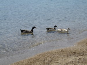Turkbuku Bay with Ducks swimming, Near Bodrum, Turkey